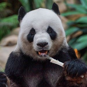 Giant Panda (Ailuropoda melanoleuca)