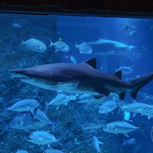 Sand Tiger Shark (Carcharias taurus)