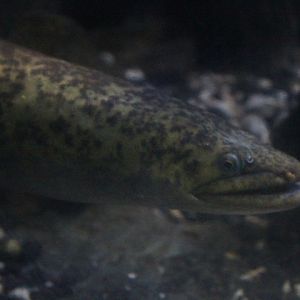 Giant mottled eel (Anguilla marmorata)