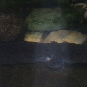 Greater siren (Siren lacertina)