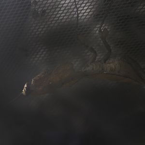 Southeast Asian dead leaf mantis (Deroplatys lobata)