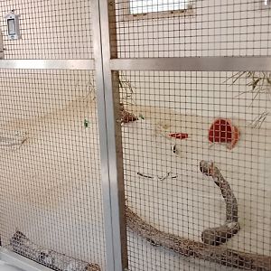 Holding for young fennec foxes