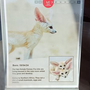 Signage for young fennec foxes