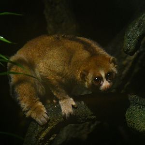 Javan Slow Loris