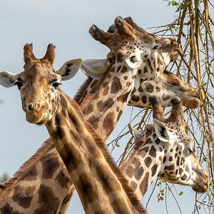 Giraffe : Cotswold WP : 02 Aug 2024