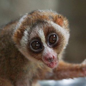 Sunda Slow Loris (Nycticebus coucang)