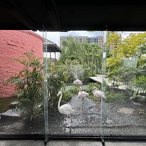 Flamingo Exhibit