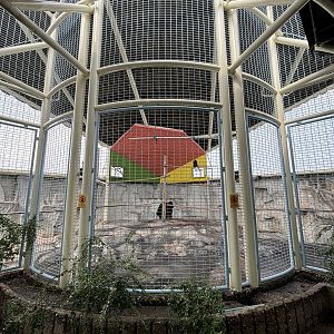 Great Hornbill Aviary