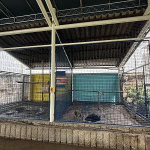 Indian Peafowl Aviary