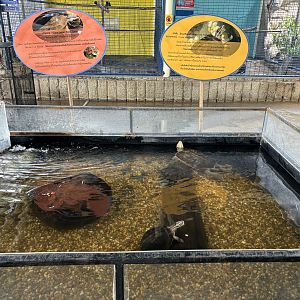 Giant Asian Pond Turtle Exhibit