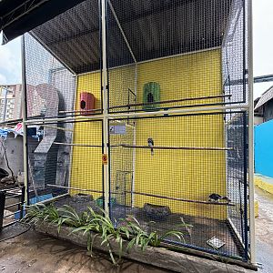Oriental Pied Hornbill Aviary