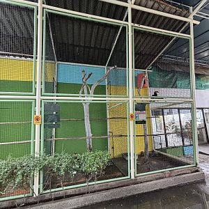 White-crowned Hornbill Aviary
