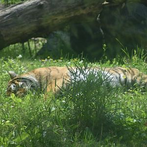 Siberian Tiger