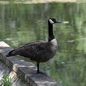 Wild Canada Goose ~ Minnesota Zoo