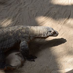 Komodo Dragon