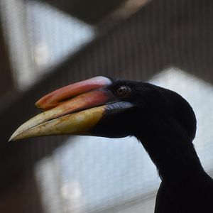 Rhinoceros Hornbill