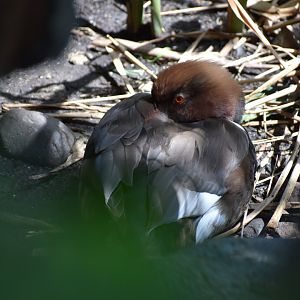 Red Crested Pochard