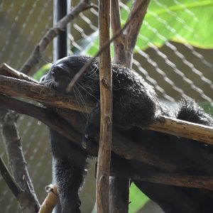 Binturong