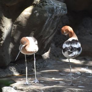 American Avocet