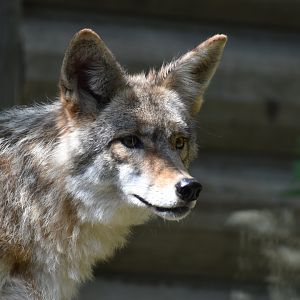 Coyote