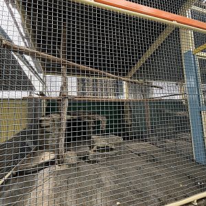 Crab-eating Macaque Exhibit