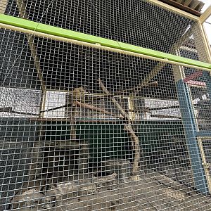 Green Monkey Exhibit