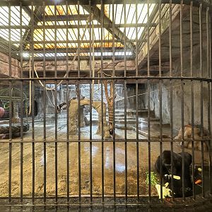 Gorilla Exhibit (only one animal)