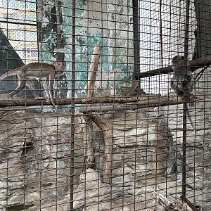 Crab-eating Macaque Exhibit