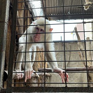 Albino Crab-eating Macaque
