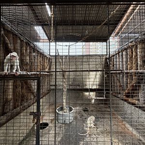 Albino Crab-eating Macaque Exhibit
