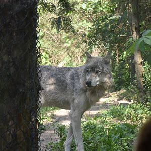 Gray Wolf