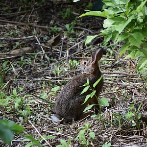Wild Eastern Cottontail ~ Minnesota Zoo
