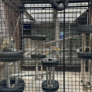 Green Monkey Exhibit