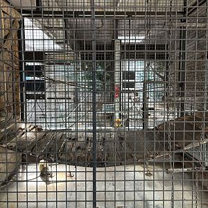 Green Monkey Exhibit