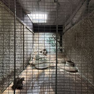 Rhesus Macaque Exhibit