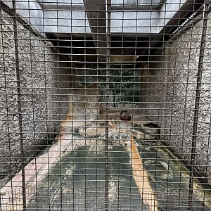 Stump-tailed Macaque Exhibit