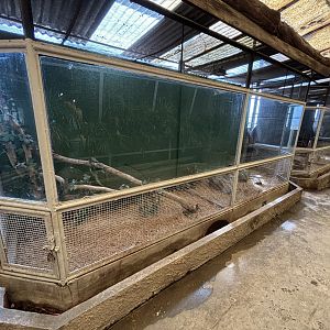 Dwarf Mongoose Exhibit