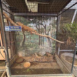 Green Iguana Exhibit