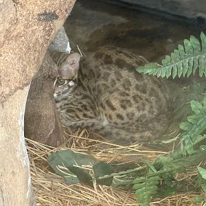 Leopard Cat
