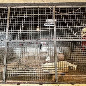 Asian Water Monitor Exhibit