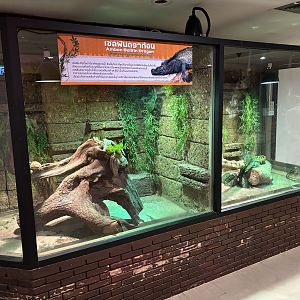 Sailfin Dragon Exhibit