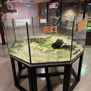 Linne’s Water Snake + Elephant Trunk Snake Exhibit