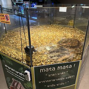 Mata Mata Exhibit
