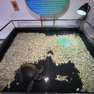 Pig-nosed Turtle Exhibit