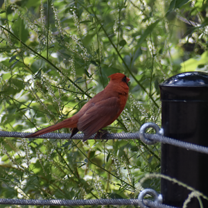 Wild Northern Cardinal ~ Minnesota Zoo