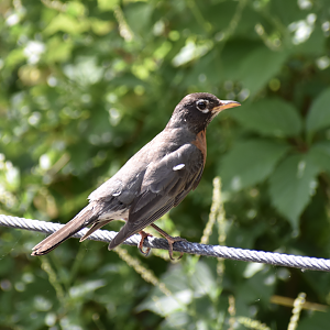 Wild American Robin ~ Minnesota Zoo