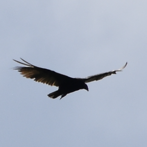 Wild Turkey Vulture ~ Minnesota Zoo