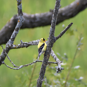 Wild American Goldfinch ~ Minnesota Zoo