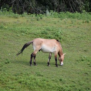 Preziwalski's Horse