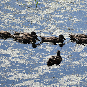 Wild Mallards ~ Minnesota Zoo